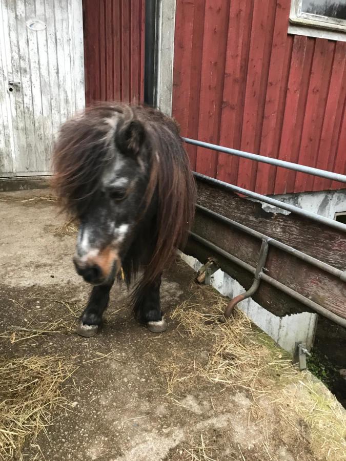 Apartament Bjorkely Gard Rasvag Zewnętrze zdjęcie